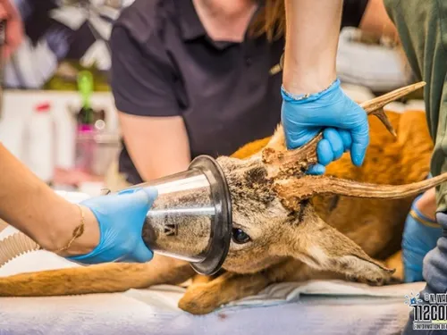 Un chevreuil, blessé à l’arbalète, recueilli par Pairi Daiza