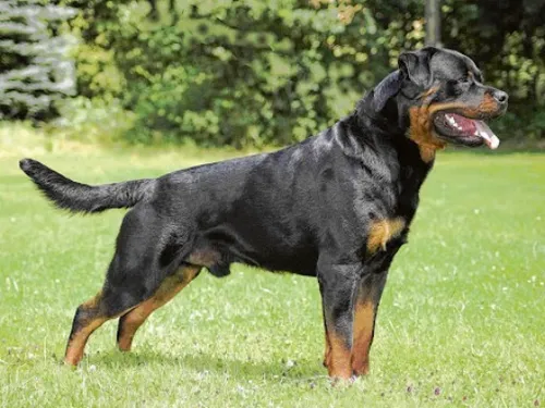Un enfant tué par un chien