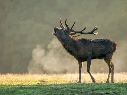 Le brame du cerf résonne au parc animalier de Sainte-Croix 