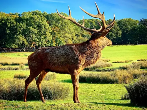 Le Wake Up vous offre vos entrées au Parc Animalier de Sainte-Croix