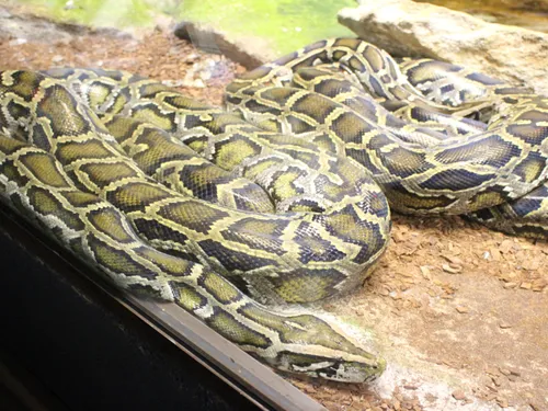 Insolite : un boa toujours porté disparu en Meurthe-et-Moselle