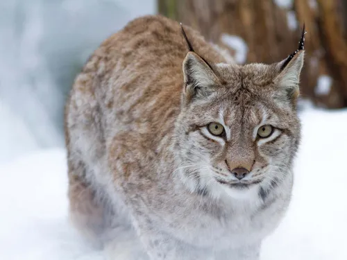 Le Wake Up vous emmène au Parc Animalier de Sainte Croix 