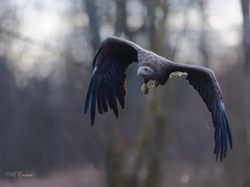 Parc Animalier de Sainte-Croix à Rhodes en Moselle : plus de...