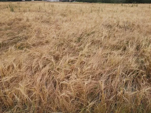 Météo : 2 départements lorrains en vigilance feux de forêt