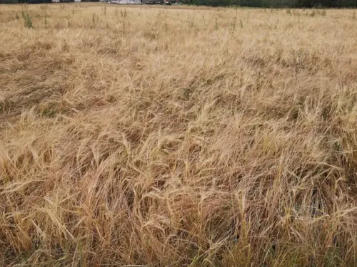Moselle : le département placé en vigilance sévère pour les feux de...