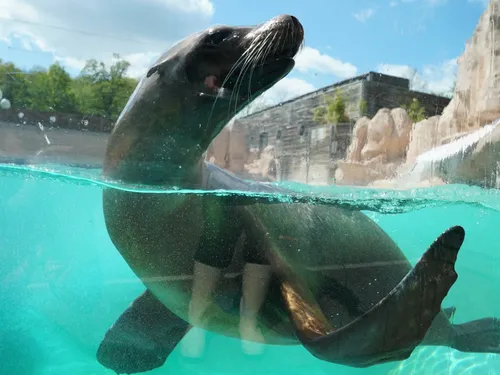 Découvrez les activités d’été du Zoo d’Amnéville ! 