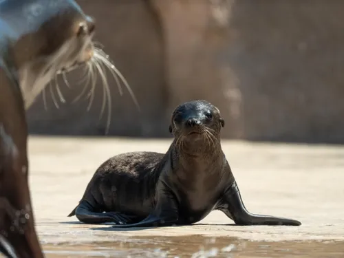 Carnet Rose : Naissance d’un bébé otarie au zoo d’Amnéville