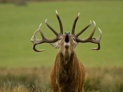 Top départ de la saison du brame du cerf au Parc Animalier de...