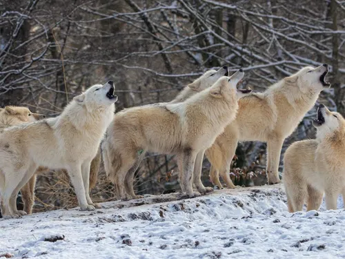 Idée de sortie : 8 nouveaux loups blancs sont arrivés à Sainte-Croix 