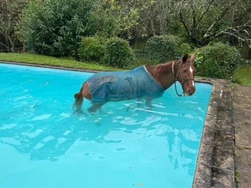 Un cheval découvert dans une piscine privée au sud de Toulouse