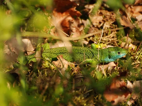 Où se cache ce petit Lézard ? 