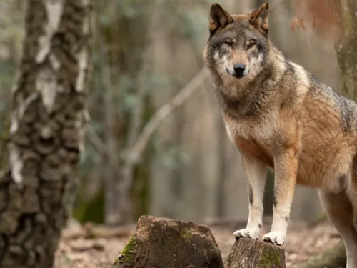 Loups tués dans le Doubs : des associations mécontentes