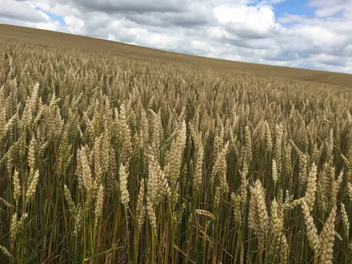 Aides d’urgence : 35 millions d’euros pour les agriculteurs...