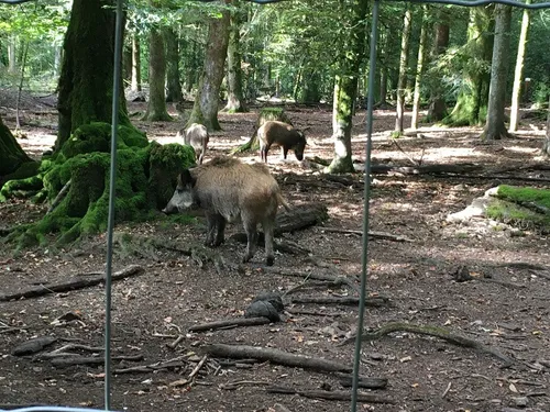 Opération de chasse à la Combe à la Serpent : restrictions de...