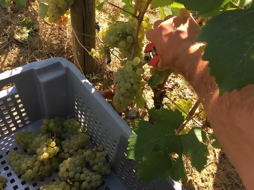 Vendanges 2024 : quels sont les besoins en Bourgogne-Franche-Comté ?