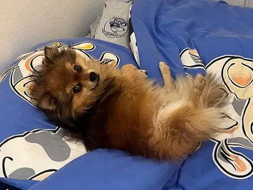 41% des Français déclarent que leur animal dort dans leur lit 