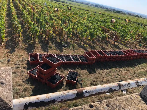 Des vendanges étudiantes organisées en Bourgogne 