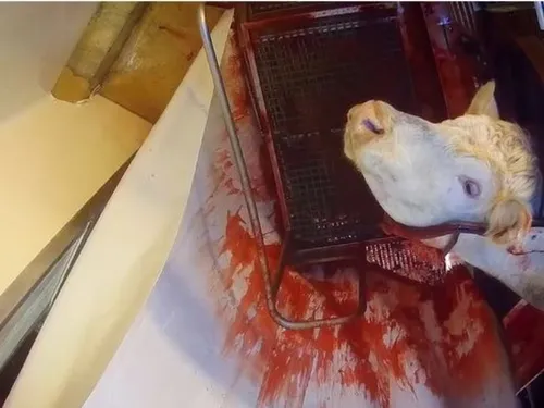 Des images choquantes révélées sur un abattoir de Venarey-les-Laumes 