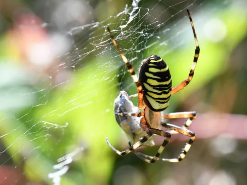 Avez-vous vu passer ce genre d’araignée en Bourgogne ? 
