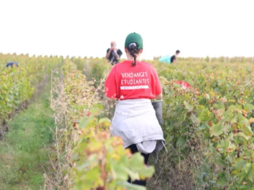 Et si vous participiez aux vendanges cette année ?