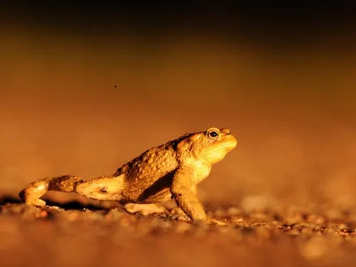 Avez-vous aperçu ce genre de petit crapaud dans la région ? 