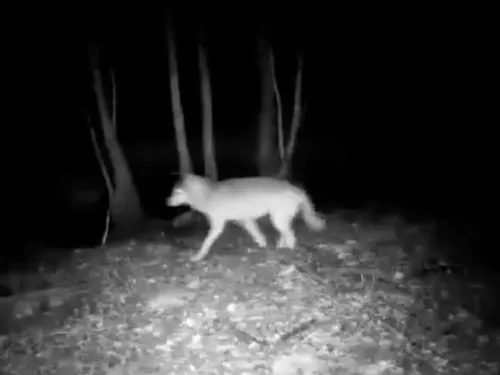 Des loups rodent en Bourgogne 