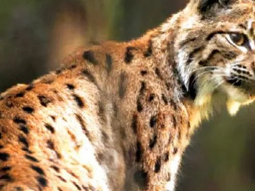 Quatre lynx relâchés dans le massif du Jura 