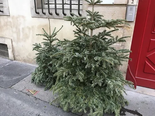 Quand aura lieu la collecte de sapins en métropole de Dijon ?