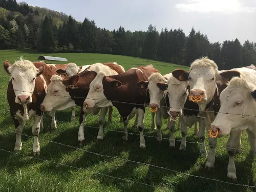 Après le salon de l’agriculture, les écologistes de la région...