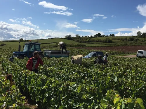 Jour de repos suspendu lors des vendanges : Solidaires 21 réagit