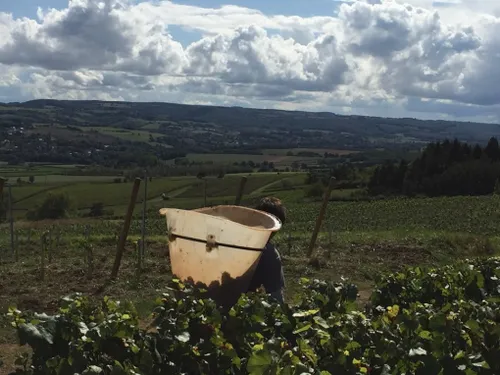 Une rando dans les Maranges le 19 juillet 