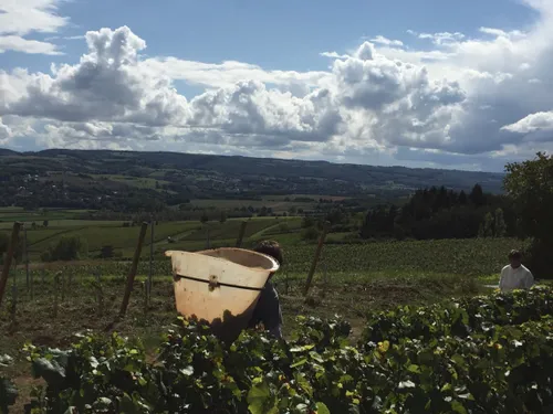 Dijon : un afterwork scientifique « vin et changement climatique »