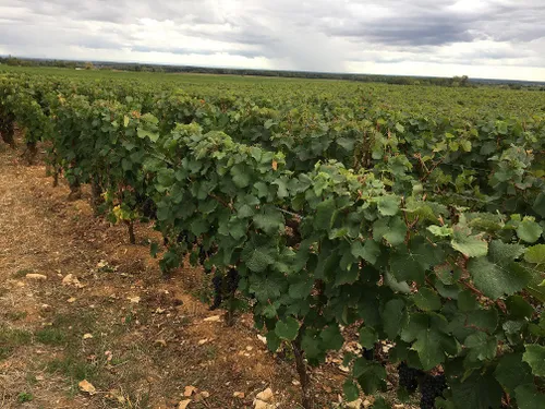 Des domaines bourguignons s’illustrent dans la revue du vin de France 