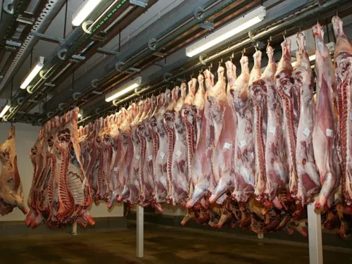 De nouvelles images accablantes à l’abattoir de Venarey-les-Laumes