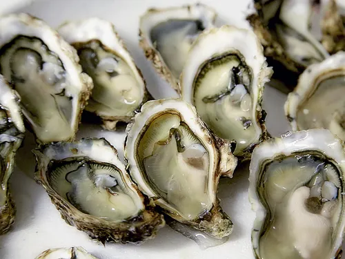 Côte-d’Or : ils recyclent vos coquilles d’huîtres après les fêtes