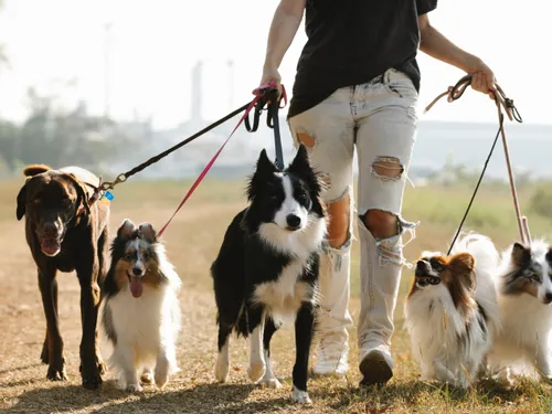 Chevigny-Saint-Sauveur : un espace cani-ludique qui a du chien 