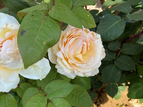 La Rose Côte-d’Or, nouvelle ambassadrice florale du territoire