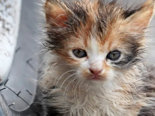 Cinq chatons de moins de trois semaines abandonnés près d'Abbeville