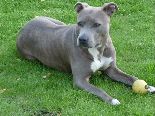 Une jeune femme et son chien toujours recherchées à Evry-Courcouronnes