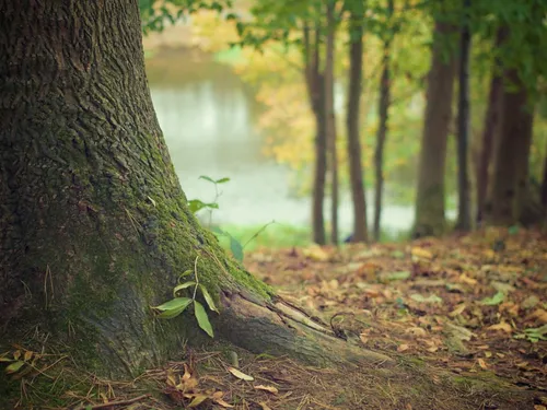 La météo des forêts toujours au vert dans la Somme