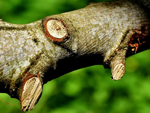 La sécurité routière passe aussi par les arbres à...