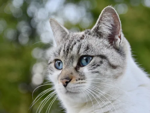 Nesle : une maison abritait des animaux maltraités