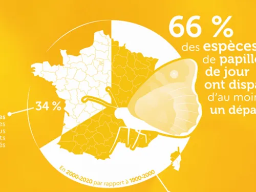 Le papillon, un baromètre de la biodiversité dans la Somme