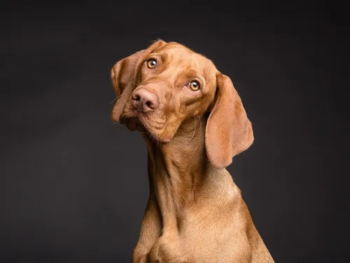 Certaines maladies se répandent chez les chiens en Seine-et-Marne 