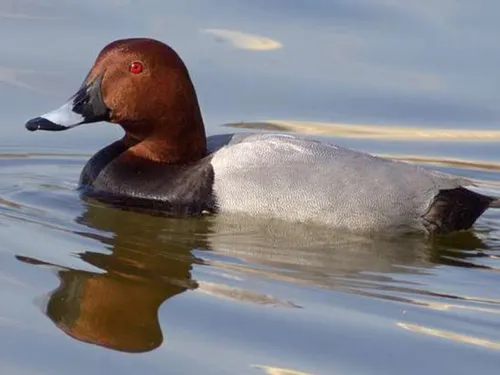 La Commission européenne veut protéger les canards migrateurs, les...