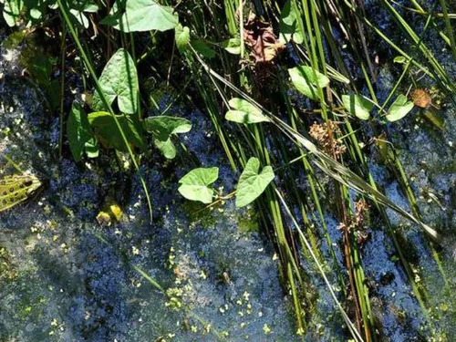 La biodiversité passe aussi par les mares en Île-de-France