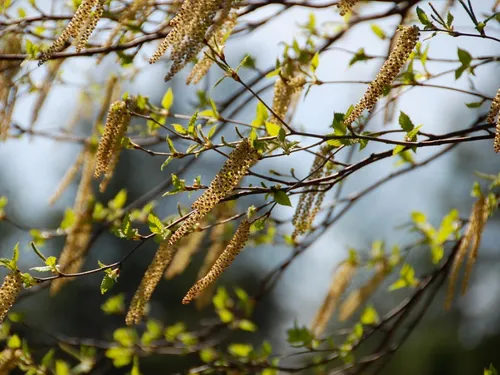 Des pollens peuvent incommoder les allergiques dans les Yvelines