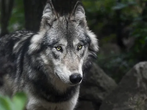 C'est un bien un loup qui a été tué en forêt de Fontainebleau