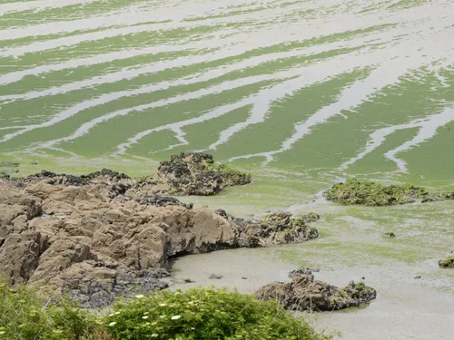 Algues vertes en Bretagne : "le volume global sur 2023 a été...