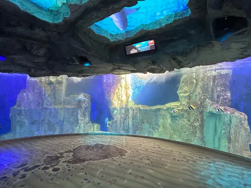 Grand Aquarium de Saint Malo : une idée de sortie pour petits et...
